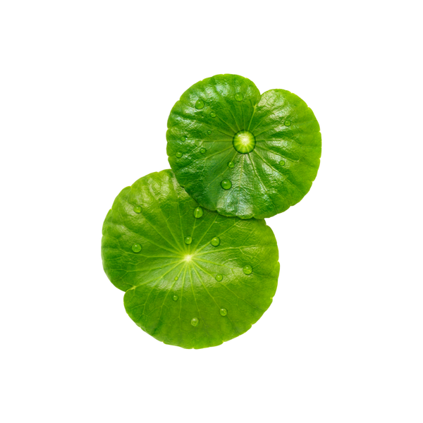 Centella Asiatica
